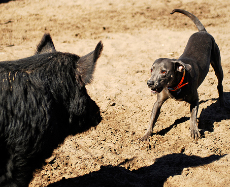 Blue Lacy baying a boar